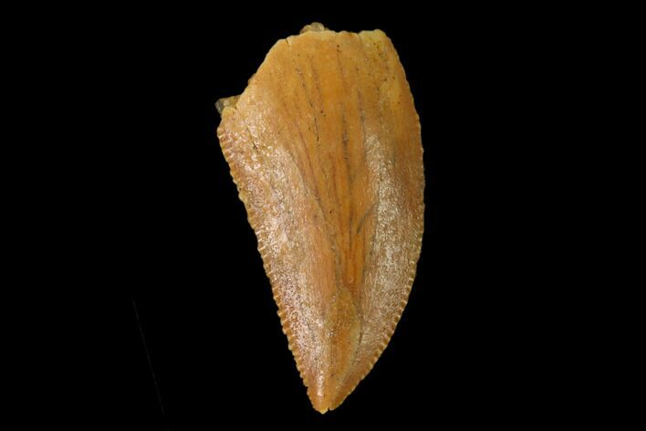 Serrated, Raptor Tooth - Real Dinosaur Tooth #158978